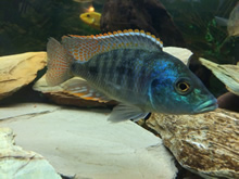 Cedritos Bogotá venta de peces, acuarios, peceras, accesorios para mascotas, artemia.