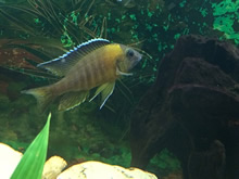Cedritos Bogotá venta de peces, acuarios, peceras, accesorios para mascotas, artemia.