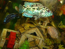 Cedritos Bogotá venta de peces, acuarios, peceras, accesorios para mascotas, artemia.