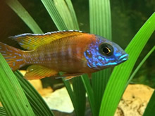 Cedritos Bogotá venta de peces, acuarios, peceras, accesorios para mascotas, artemia.