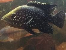 Cedritos Bogotá venta de peces, acuarios, peceras, accesorios para mascotas, artemia.