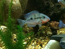Cedritos Bogotá venta de peces, acuarios, peceras, accesorios para mascotas, artemia.