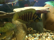 Cedritos Bogotá venta de peces, acuarios, peceras, accesorios para mascotas, artemia.