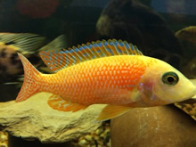 Cedritos Bogotá venta de peces, acuarios, peceras, accesorios para mascotas, artemia.