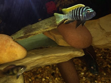 Cedritos Bogotá venta de peces, acuarios, peceras, accesorios para mascotas, artemia.