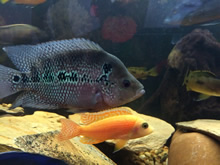 Cedritos Bogotá venta de peces, acuarios, peceras, accesorios para mascotas, artemia.